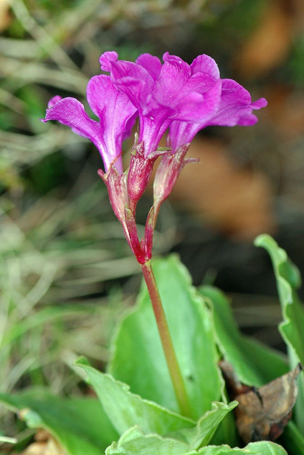 Primula polliniana (=Primula spectabilis) / Primula meravigliosa- fioritura ottobre